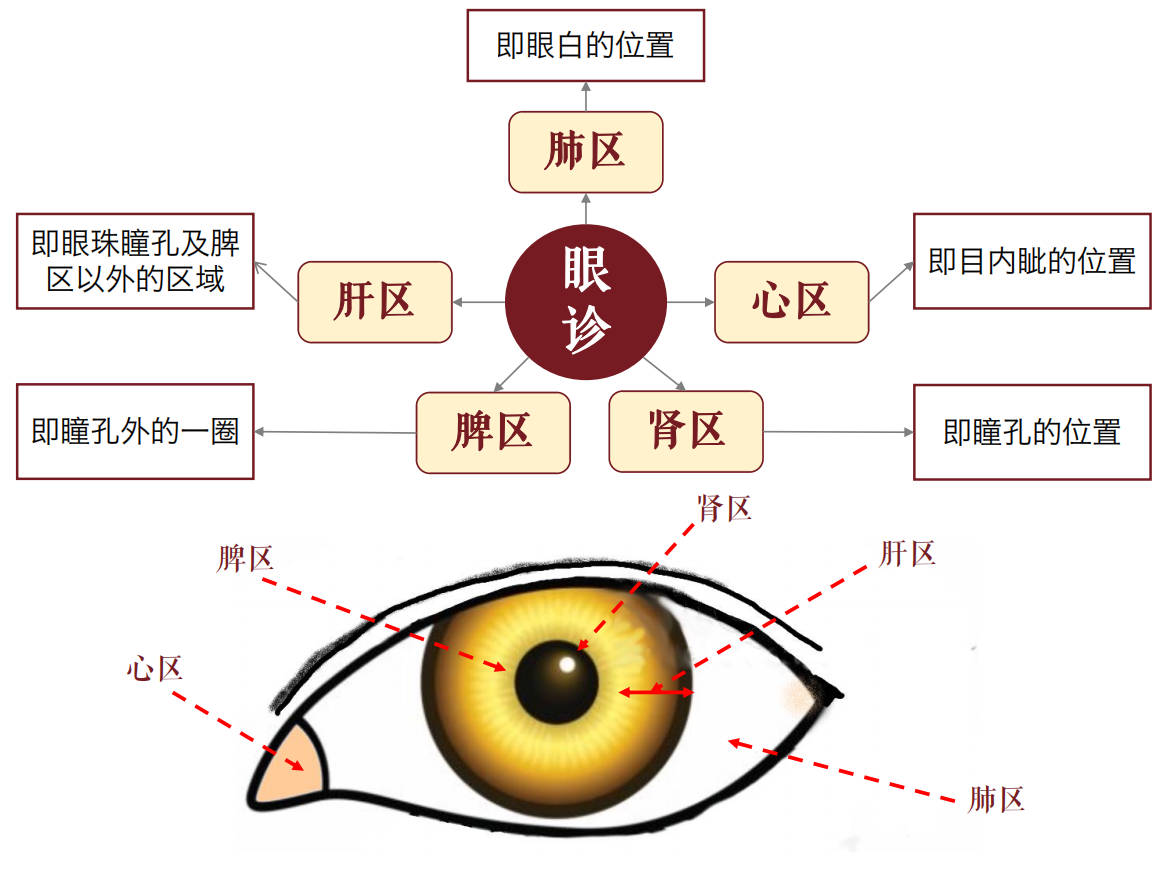 内眼角科普 - 知乎